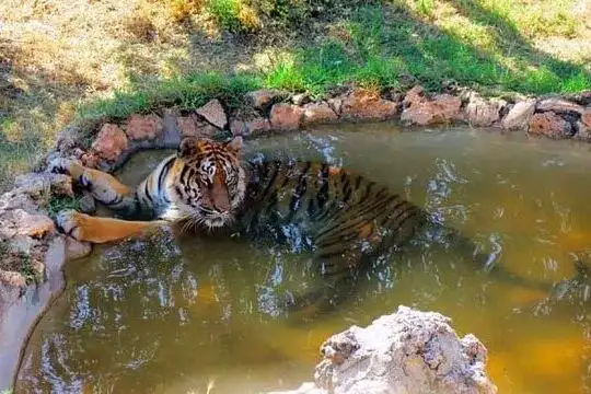 Поездка в зоопарк Антальи: Дикое приключение в самом сердце природы!